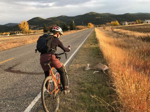 Cyclist documenting deer roadkill