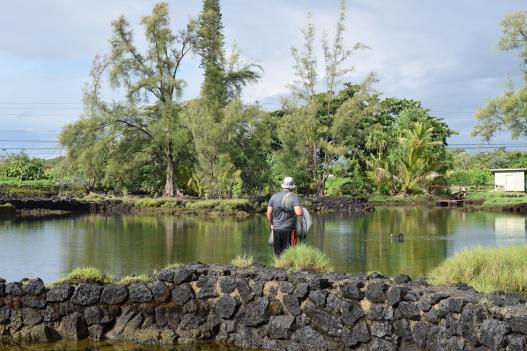 Research being conducted in Hawaiin fishpond