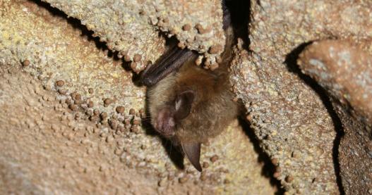 Hibernating northern long-eared bat