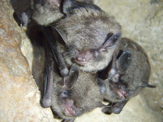 Bats in Indiana