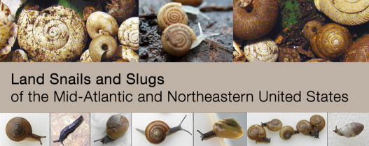 Land snails and slugs of the Mid-Atlantic and Northeastern United States