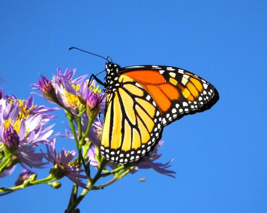 Monarch butterfly