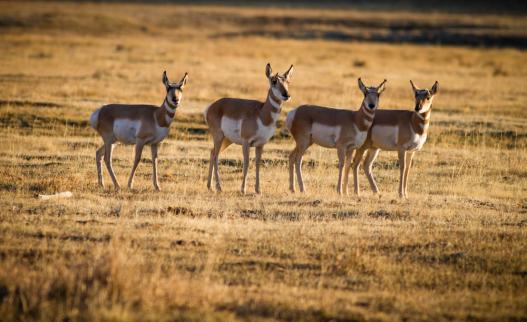 Pronghorn in Wyoming