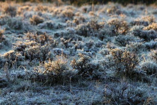 Sagebrush landscape