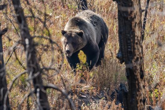 Grizzly bear in Wyoming